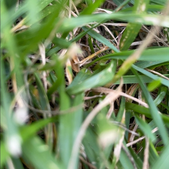 Profile Picture of Nicolas Cortez (@nicolascortez) on Poshmark