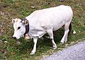 Profile Picture of Piedmontese cattleon Wikipedia