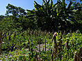 Profile Picture of Milpa - Wikipedia, the free encyclopediaon Wikipedia