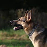 Profile Picture of Amber Libby (@amber-libby-11) on Quora