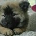 Profile Picture of Andreza Araujo (@AndrezaeJoeliton) on Pinterest