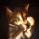 Profile Picture of Newtonkitty15 (@newtonkitty15) on Instagram