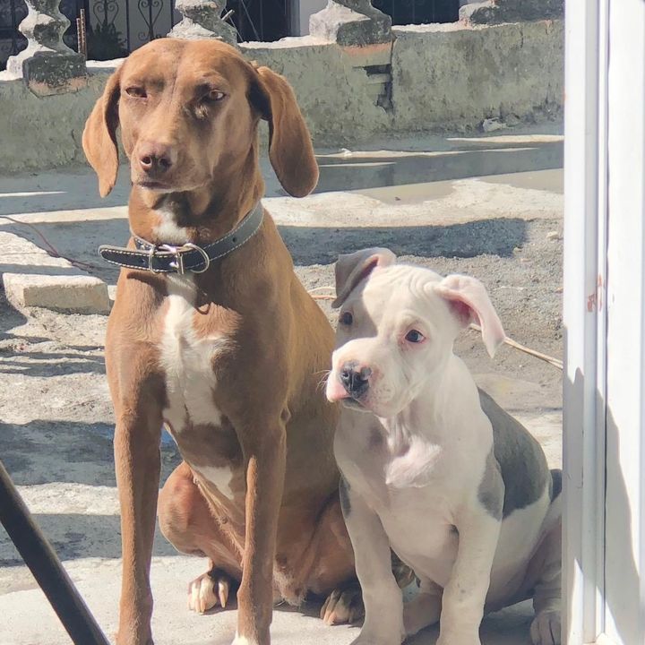 Profile Picture of Calvin&Honey🐶💕 (@calvinhoney1) on Tiktok