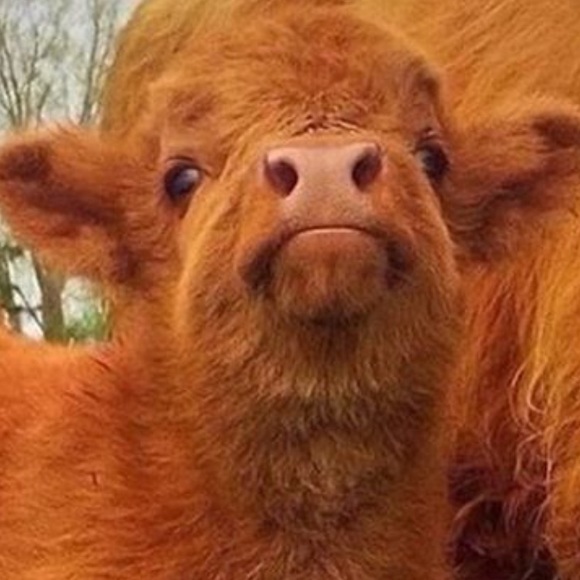 Profile Picture of Gavin Tomberlin (@gavintomberlin) on Poshmark