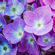 Profile Picture of A Granato (@agranato2559) on Youtube