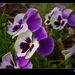 Profile Picture of Lara Grace (@lara823) on Pinterest