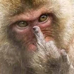 Profile Picture of Bagong Anggora (وندي سليمن) (@kijaed.sorbanbuluk) on Facebook