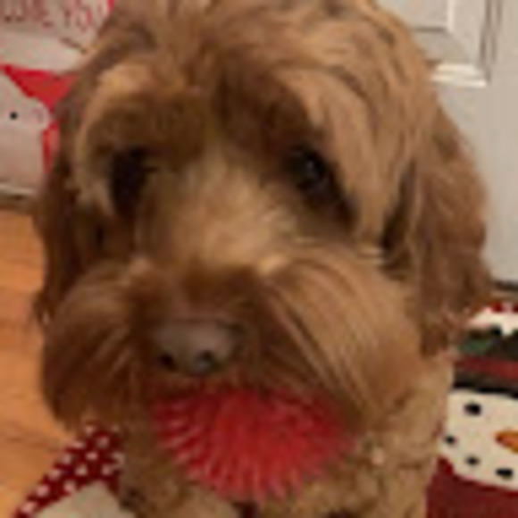 Profile Picture of Brandi Podner (@brandi_podner) on Poshmark