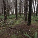Profile Picture of PNW Timber Stalker (@patrick_w_hagedorn) on Instagram