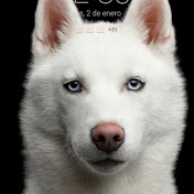 Profile Picture of DANIEL ALFREDO (@danielalfredo1200) on Youtube