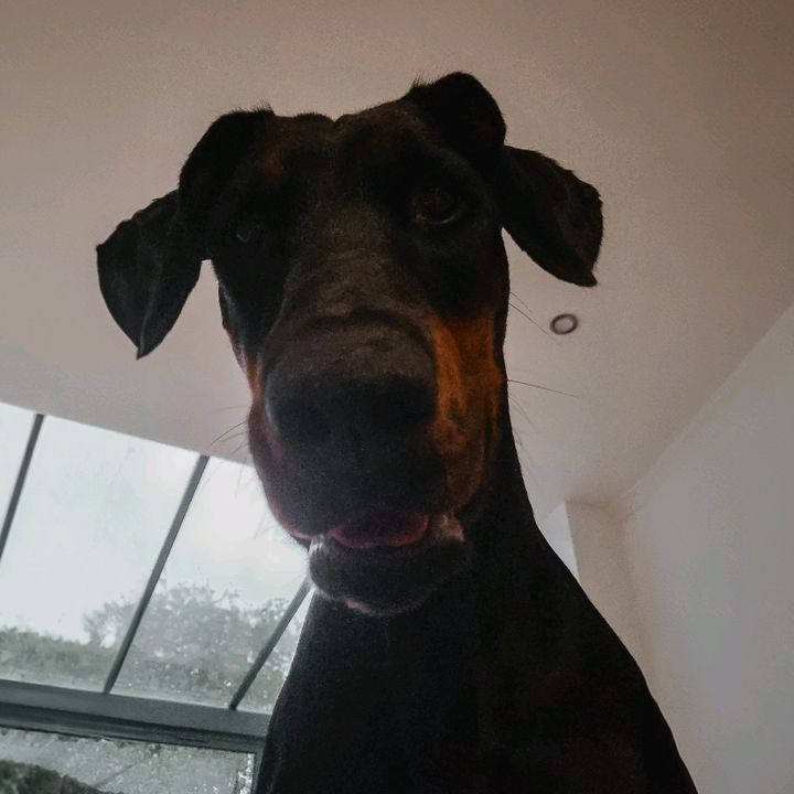 Profile Picture of doberman.ara (@doberman.ara) on Tiktok