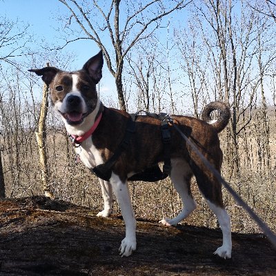 Profile Picture of Jesse Allan George Gilbertson (@jesseallangeor1) on Twitter