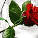 Profile Picture of Denise Werner (@denise.werner.5283) on Instagram