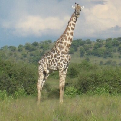 Profile Picture of Kim Driscoll (@kimmyb66) on Twitter