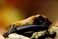 Profile Picture of Lesser noctuleon Wikipedia