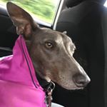 Profile Picture of KayEngels (@thefalseself) on Instagram