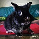 Profile Picture of Jason Le Lapin Geek (@JasonLeLapinGeek) on Flickr