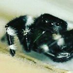 Profile Picture of Chris zorn (@zornbot86) on Instagram