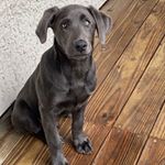 Profile Picture of Hank Harrison (@hank_thetanklab) on Instagram