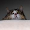 Profile Picture of user4929077722178 (@@chesterfry5) on Tiktok