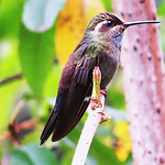 Profile Picture of Daniel Batz Garcia (@danielbatzgarcia) on Flickr