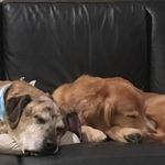 Profile Picture of Darcy & Max (@maxwellanddarcy) on Instagram