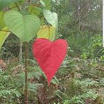 Profile Picture of Rachael Leach (@flow_with_movement) on Instagram