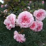 Profile Picture of Juliette Hermann (@Juliette-Hermann) on Facebook