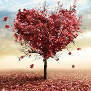 Profile Picture of Haris Rahim (@trharis) on Facebook