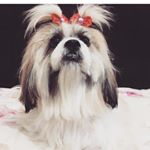 ๐ธ Crystal Teixeira - Instagram Profile Picture of ๐ธ Crystal Teixeira (@crystal.teixeira) on Instagram