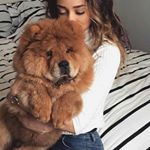 Profile Picture of we love chow chows (@welove_chow_chow) on Instagram