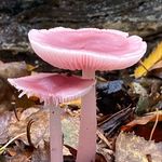Profile Picture of Karen McRobert (@kentishmushroomforager) on Instagram