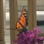 Profile Picture of Peggy Oates Williams (@pjwilliams_13) on Instagram