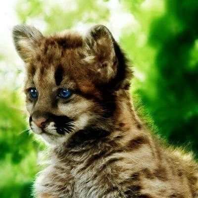 Profile Picture of Christopher Teel (@Bombsout64Teel) on Twitter