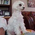 Profile Picture of Patty Dwyer-Howard (@pattydwyerhoward) on Instagram