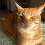 Profile Picture of Kevin (@kevin_gingercat) on Instagram