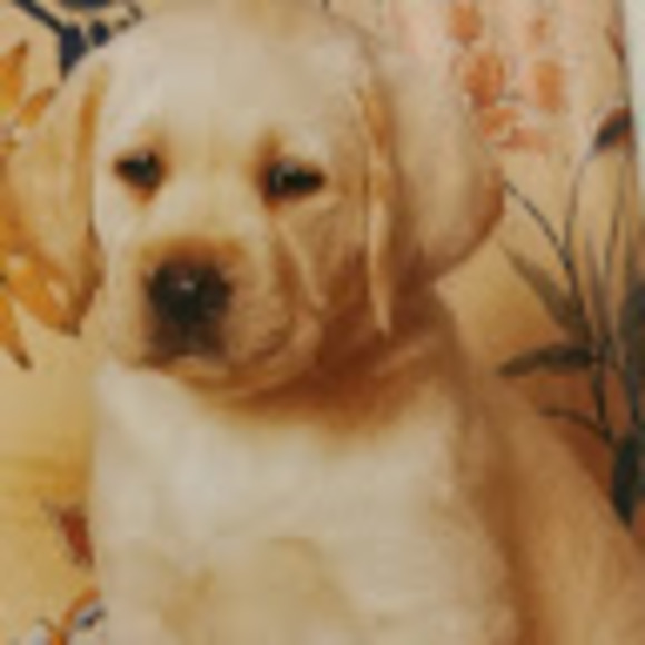 Profile Picture of Claire Ouellette (@clairem2711) on Poshmark