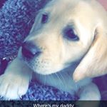 Profile Picture of Nelli Pamela Ivey (@nellithedoge) on Instagram