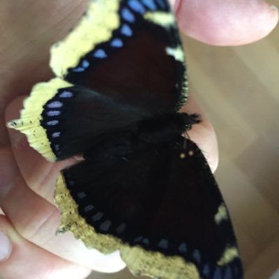 Profile Picture of Peter Henning (@PeterHenning18) on Twitter