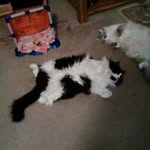 Profile Picture of Carol Sharpe (@sharpe.carol) on Instagram