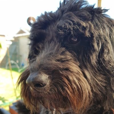 Profile Picture of Claudia Winkleman's Hair (@goonergirly) on Twitter