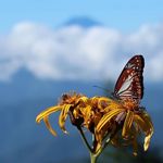 Profile Picture of 山と虫/Mountains and Insects (@yama_to_mushi) on Instagram