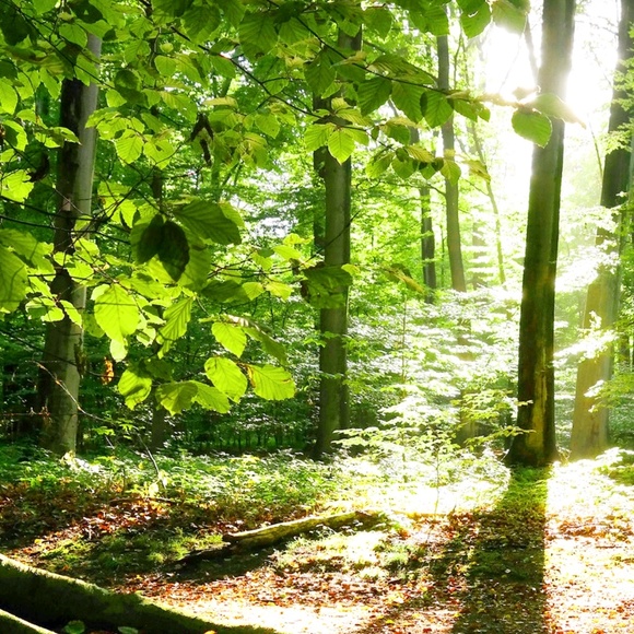 Profile Picture of Melissa Celotti (@meldale1975) on Poshmark