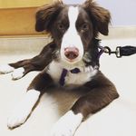 Profile Picture of Jolene Peterson (@mydogjolene) on Instagram