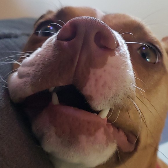 Profile Picture of Donald Weaver (@dominusmordi) on Poshmark