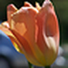 Profile Picture of Nancy Craig (@craig.nancy) on Flickr
