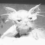 Profile Picture of sammy liu (@samm.yl) on Instagram