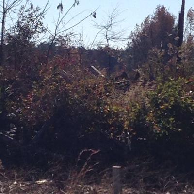 Profile Picture of Robbiewainscott (@BrianWainscott) on Twitter