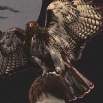 Profile Picture of Chris (@guyhawke) on Instagram