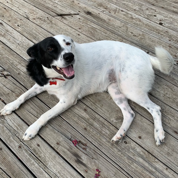 Profile Picture of Sarah Radulescu (@gretasmom256) on Poshmark